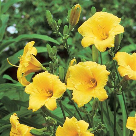 'stella's ruffled fingers' was a featured plant of the day for september 10, 2017. Daylily | White Flower Farm