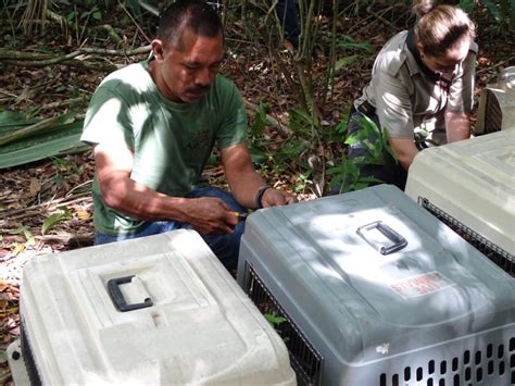 Video Conap Libera A 15 Monos Araña En El Parque Yaxhá Petén