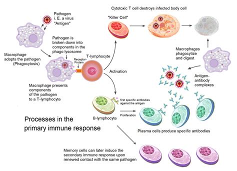 How Our Immune System And Vaccines Protect Us From Diseases Lesson Plan