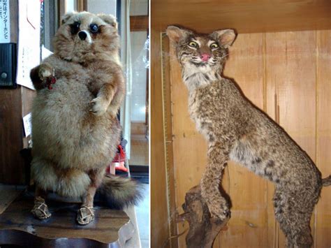 Deeply Upsetting But Hilarious Taxidermy Fails Facepalm Gallery