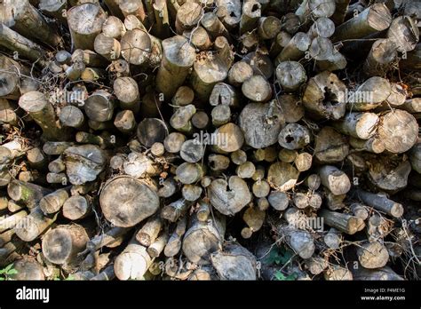 Log Piles In Sussex Forest Stock Photo Alamy