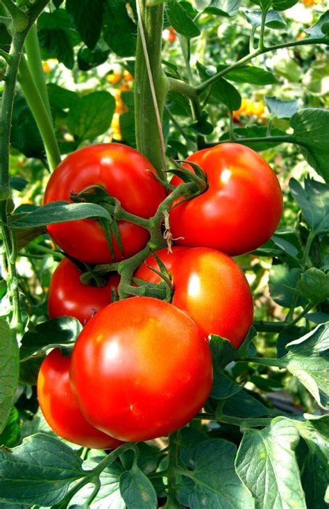 Ponderosa Red Tomato Seeds Heirloom Hometown Seeds