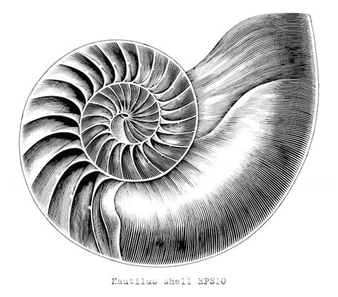 Premium Vector Antique Engraving Illustration Of Nautilus Shell Hand