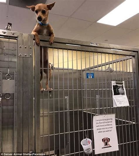 See more ideas about rescue, animal rescue, pets. Shelter dog makes escape attempt from her kennel in Denver ...