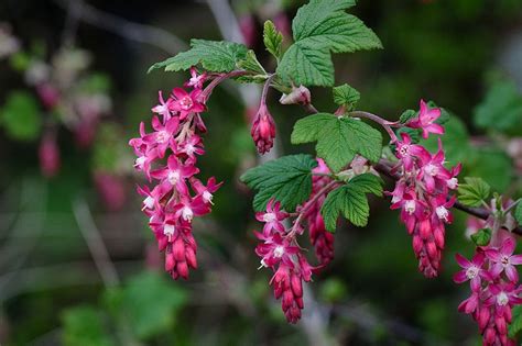 Red Flowering Currant Ribes Sanguineum Species Information Page