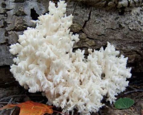 Korališkasis Trapiadyglis Coral Tooth Fungus Hericium Ramosum