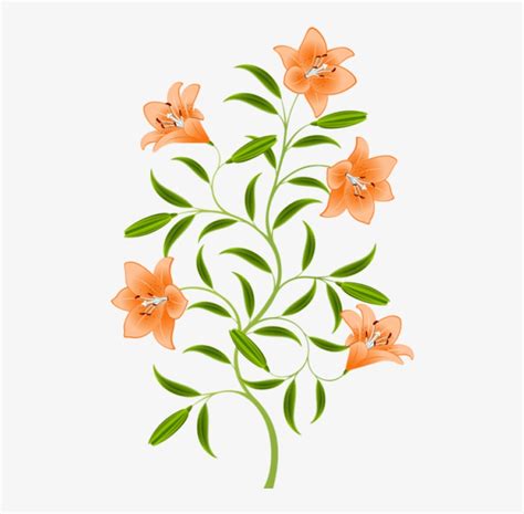 Free Png Download Orange Lily Png Images Background Tiger Lily Flower