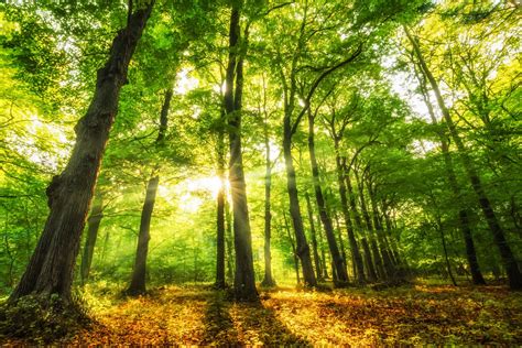Sunny Forrest By Martijn Kort 500px Forest Light Nature