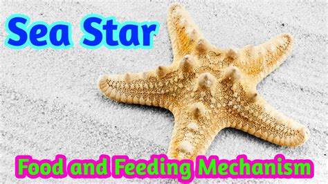 Sea Starfood And Feeding Mechanism Of Sea Starstarfish Youtube