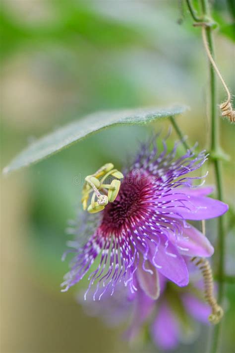 Passion Flower Passiflora Menispermifolia Stunning Purple Flower Stock