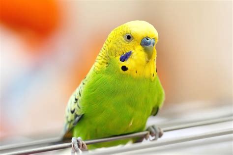 Top 10 Pet Budgieparakeet Vet Questions And Answers