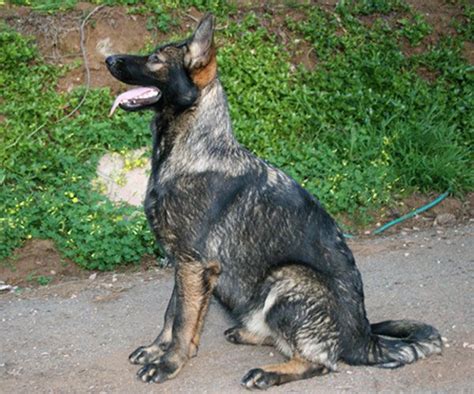 Mia Black Sable Female German Shepherd 100 Ddr Favorite Dog Breeds