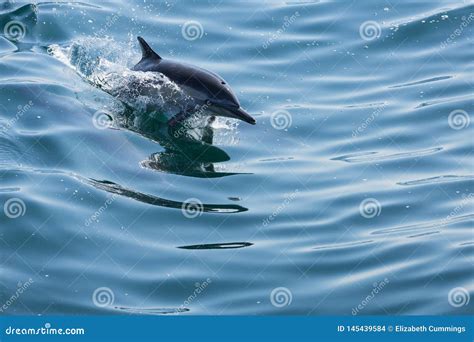 Dolphins Jump And Play In The Wake Of A Boat Stock Photo Image Of
