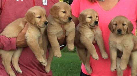 Akc Golden Retriever Puppies Wisconsin Fox Cities