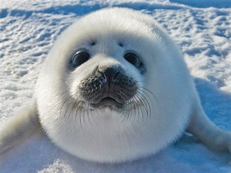 16 Photos Of Adorable Seal Pups To Brighten Your Day Baby Seal Seal