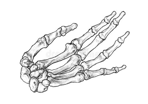 Dibujo De Los Huesos Que Forman La Mano Humana Izquierda Stock De