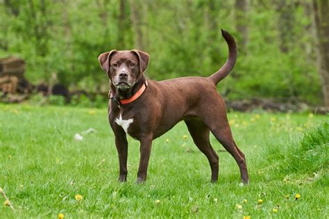 Labrabull Or Bullador Pitbull Lab Mix Info Pictures Facts Faqs