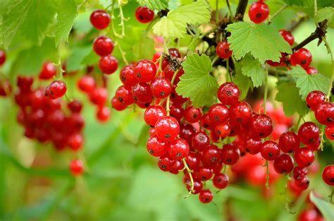 Currant Red Lake Berry Plants Ison S Nursery Vineyard
