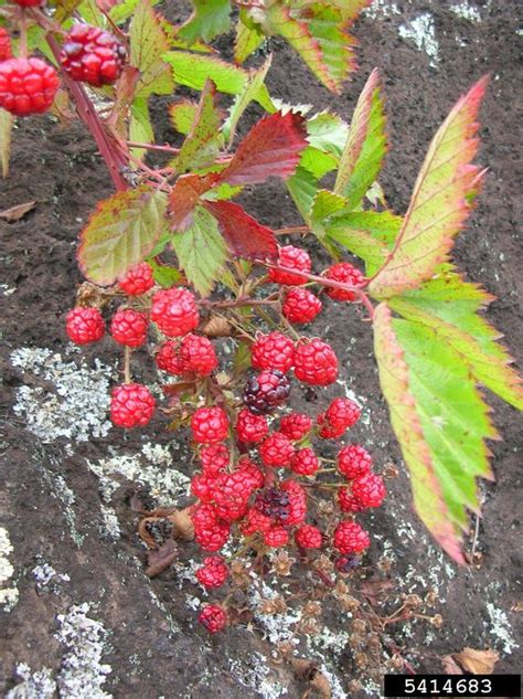 Highbush Blackberry Rubus Argutus