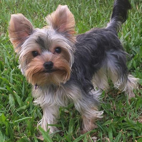 Yorkshire Terrier Puppies For Sale North Los Angeles Street Los