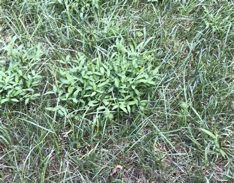 Help Identifying Weed Lawnsite Is The Largest And Most Active Online