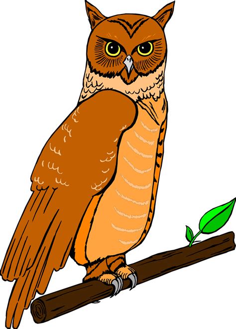 Owl Free Stock Photo Illustration Of An Owl Perched On A Branch