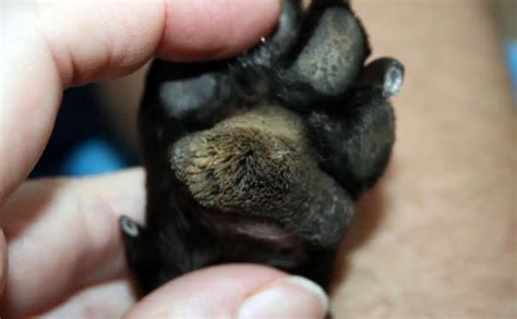 Hyperkeratosis In Dogs Does Your Dog Have Hairy Feet Canine Journal