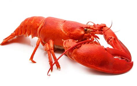 Top 64 Lobster Wallpaper Super Hot Incdgdbentre