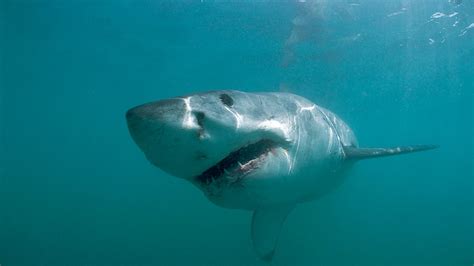 Great White Shark Caught Off Bondi Beach Sbs News