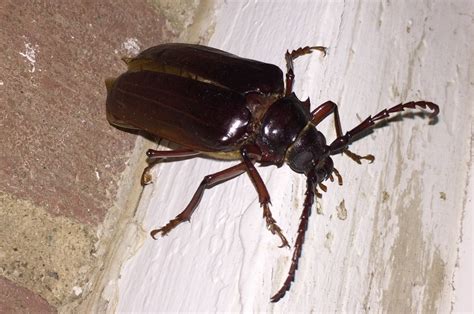 California Root Borer Longhorn Beetle Borer Beetle Beetle
