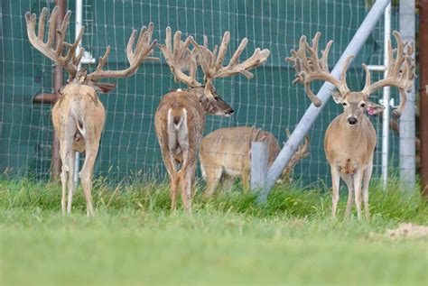 M3 Whitetails Any New Growth In The Buck Pens Deer Breeder In