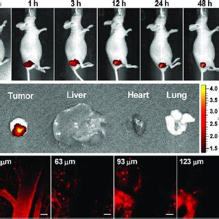 A In Vivo Fluorescence Imaging Of Tumor Bearing Nude Mice At