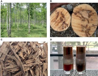 Prior to infection, the timber of the tree does not bear any scent. Frontiers | The Scent of Stress: Evidence From the Unique ...
