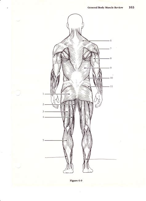 Labeled Muscles In The Body Diagram Black And White Muscular System
