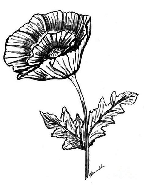 Free Poppy Clipart Black And White Download Free Poppy Clipart Black