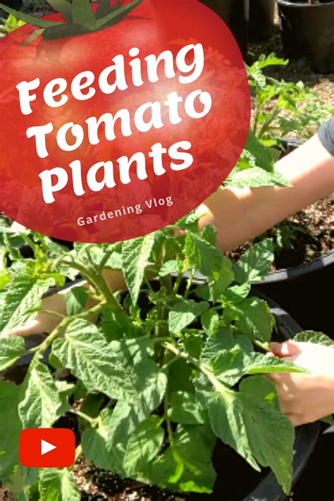 Feeding Tomato Plants Easy Ways To Fertilize Tomatoes Video