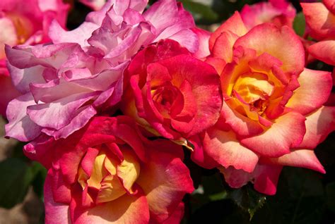 Floribunda Rose Rainbow Sorbet Rose Garden Longwood Gar Flickr