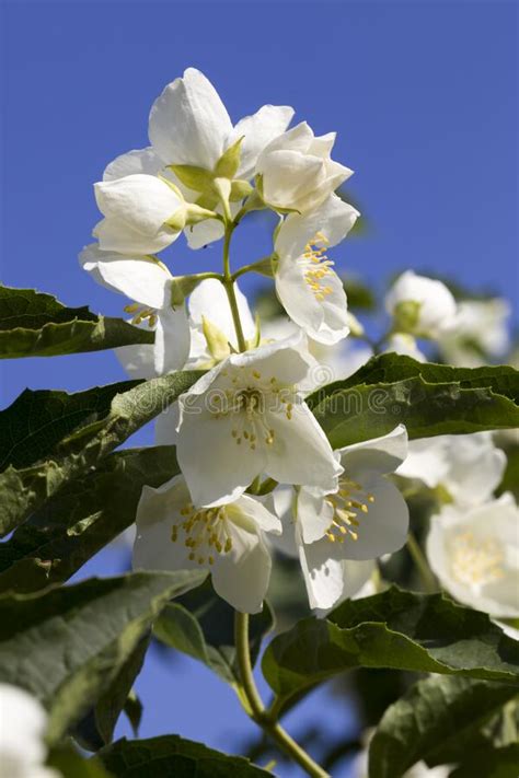 Beautiful White Jasmine Flowers In The Spring Season Stock Photo