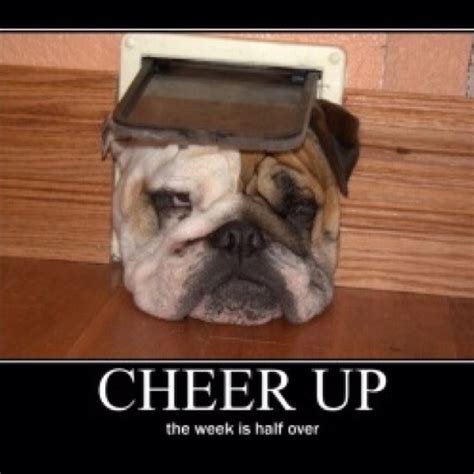 Cheer Up Funny Dog Pictures Wrinkly Dog Funny Dog Videos