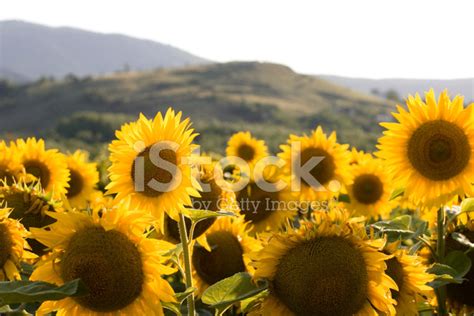 Sunflower Field With Mountain Background Stock Photo Royalty Free