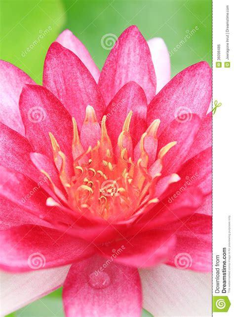 Red Water Lily Stock Photo Image Of Flora Blooming 36098486