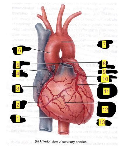 Coronary Arteries Veins Flashcards Quizlet