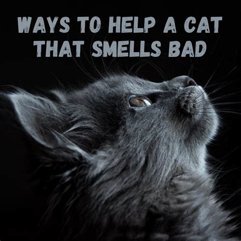 Cat Smells Bad When Happy Cat Meme Stock Pictures And Photos