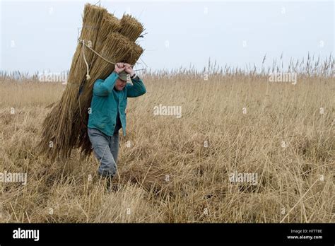 Man Carrying Reed Bundles Through Field Germany Stock Photo Alamy