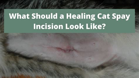 Cat Spay Incision Healing Process Cat Meme Stock Pictures And Photos