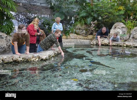 Kids And Parents At Touch Tank In Tennessee Aquarium In Chattanooga