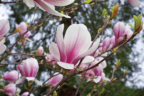 Healthy, mature plants · fedex direct to your home Botanical Tree Pink White Magnolia Flowers Photograph by ...