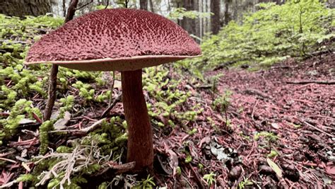 Admirable Bolete Salish Mushrooms
