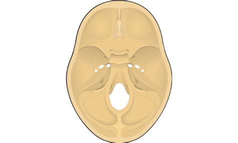 The Floor Of Cranium Is Formed By