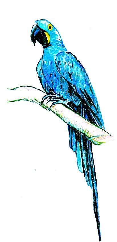 Desenhando Com Lápis Arara Azul Desenho Desenho De Arara Floresta